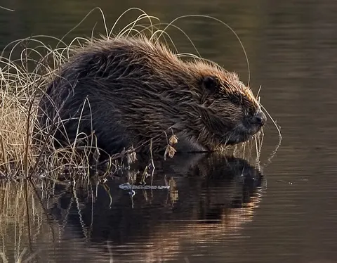 Bever med brun, våt pels ved vannkanten