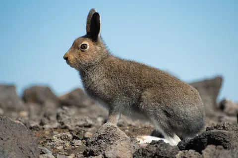 Hare i gråbrun sommerpels med svarte ørespisser