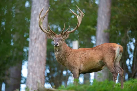 Hjortebukk med forgreinet gevir mellom trær i skogen