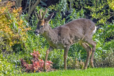 Ung rådyrbukk med kort gevir i lyng og skogvegetasjon