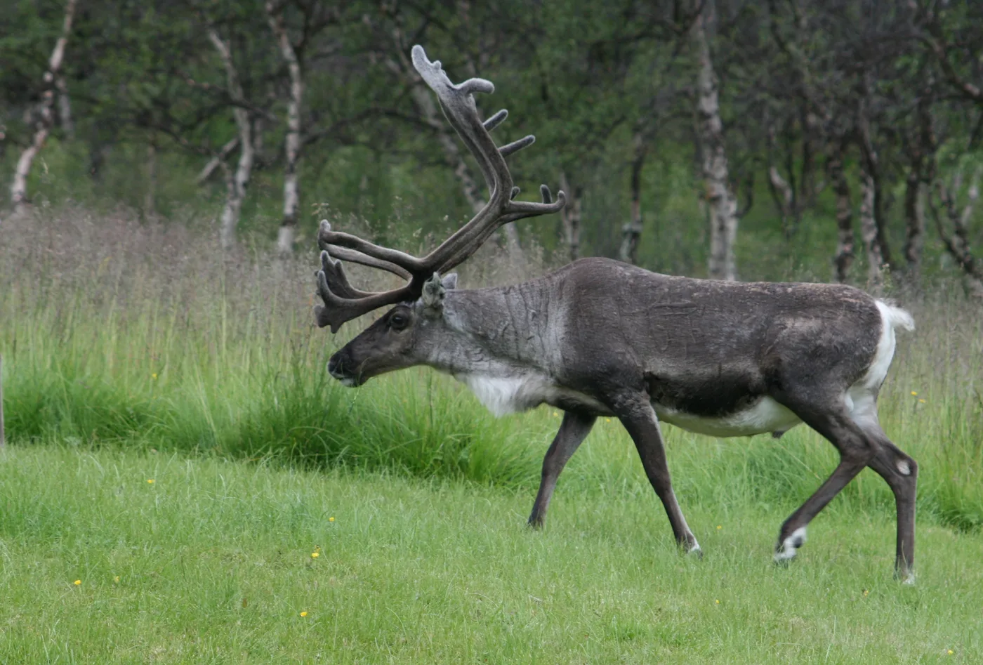 Reinbukk med gevir i sprang over grønt beite