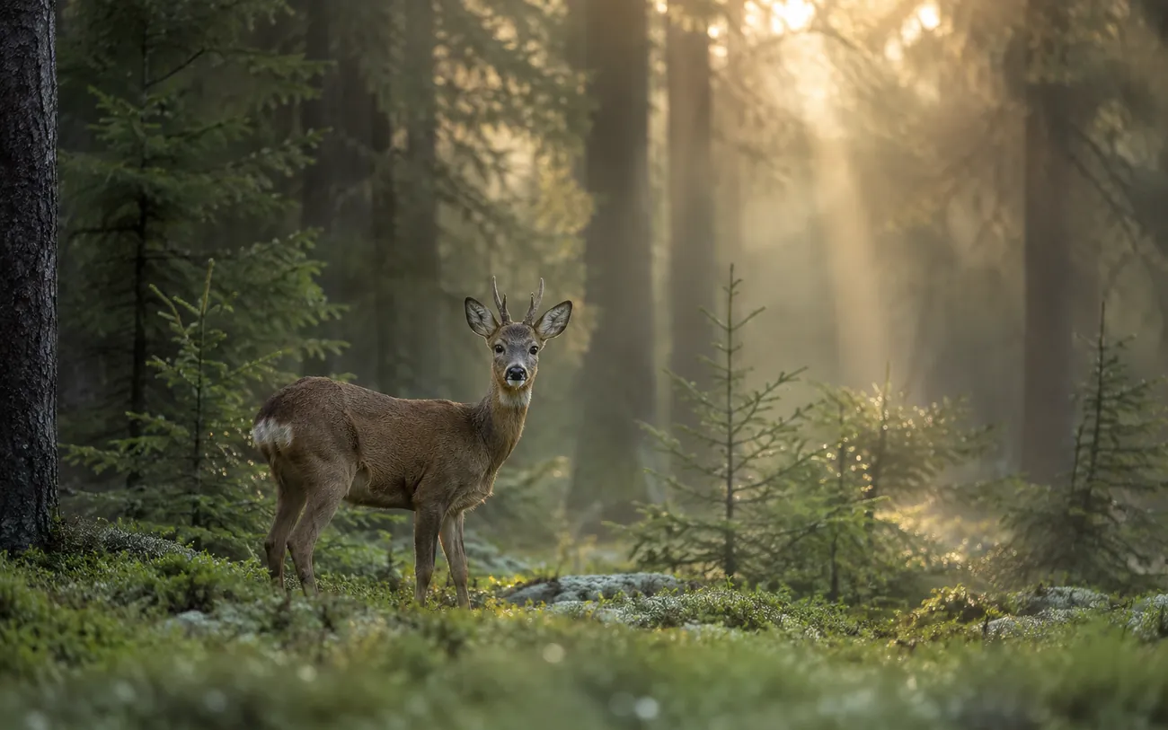 Rådyr i norsk skog